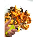 Morakniv Mushroom knife Karl-Johan